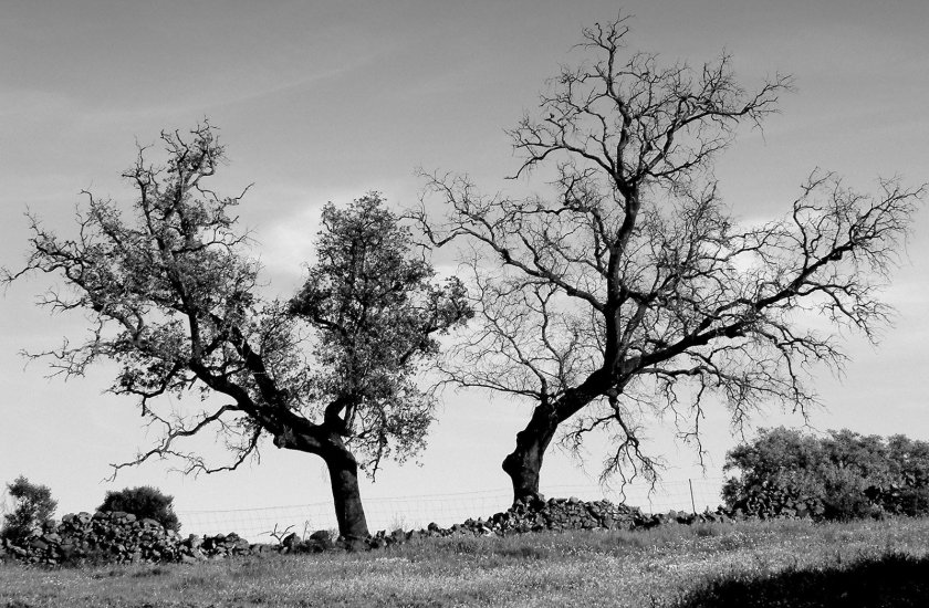 winter-trees-1393803.jpg